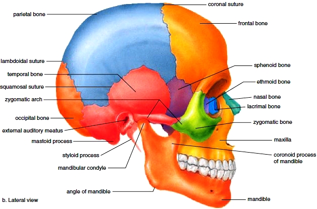 Axial Skeleton. Skull. Bones of the Cranium. Bones of the Face. Hyoid Bone